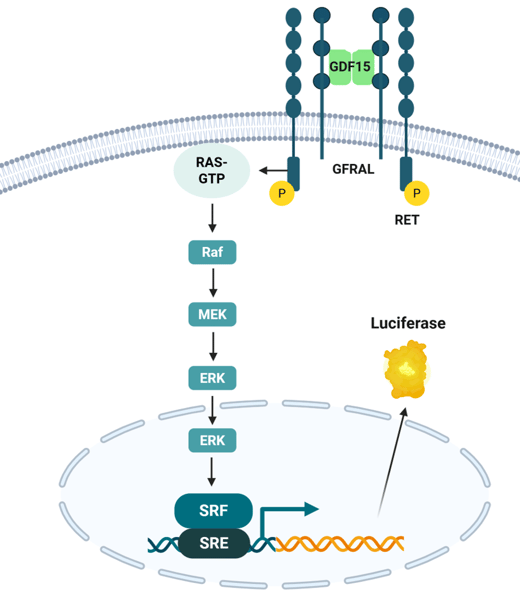 GDF15 Responsive Luciferase Reporter HEK293 Cell Line 83617